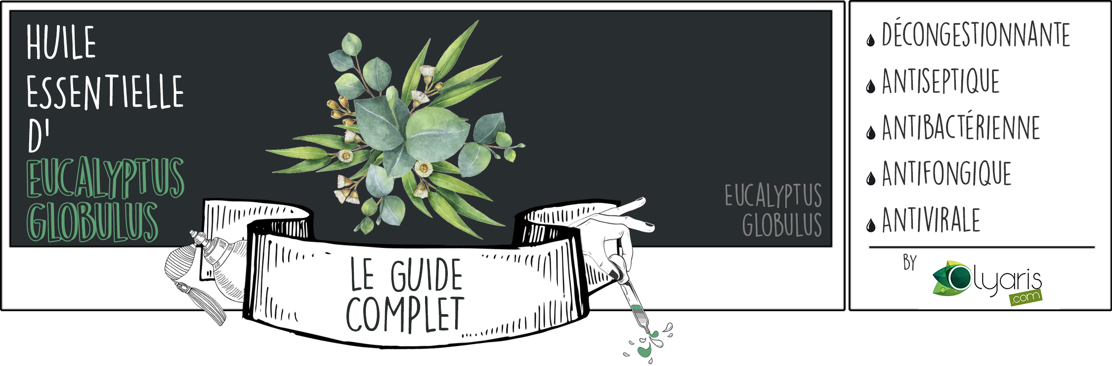 Huile Essentielle d’Eucalyptus Globulus: le Guide Complet par Olyaris